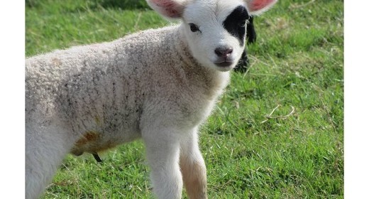 Aye aye - a rather special lamb for Tatton